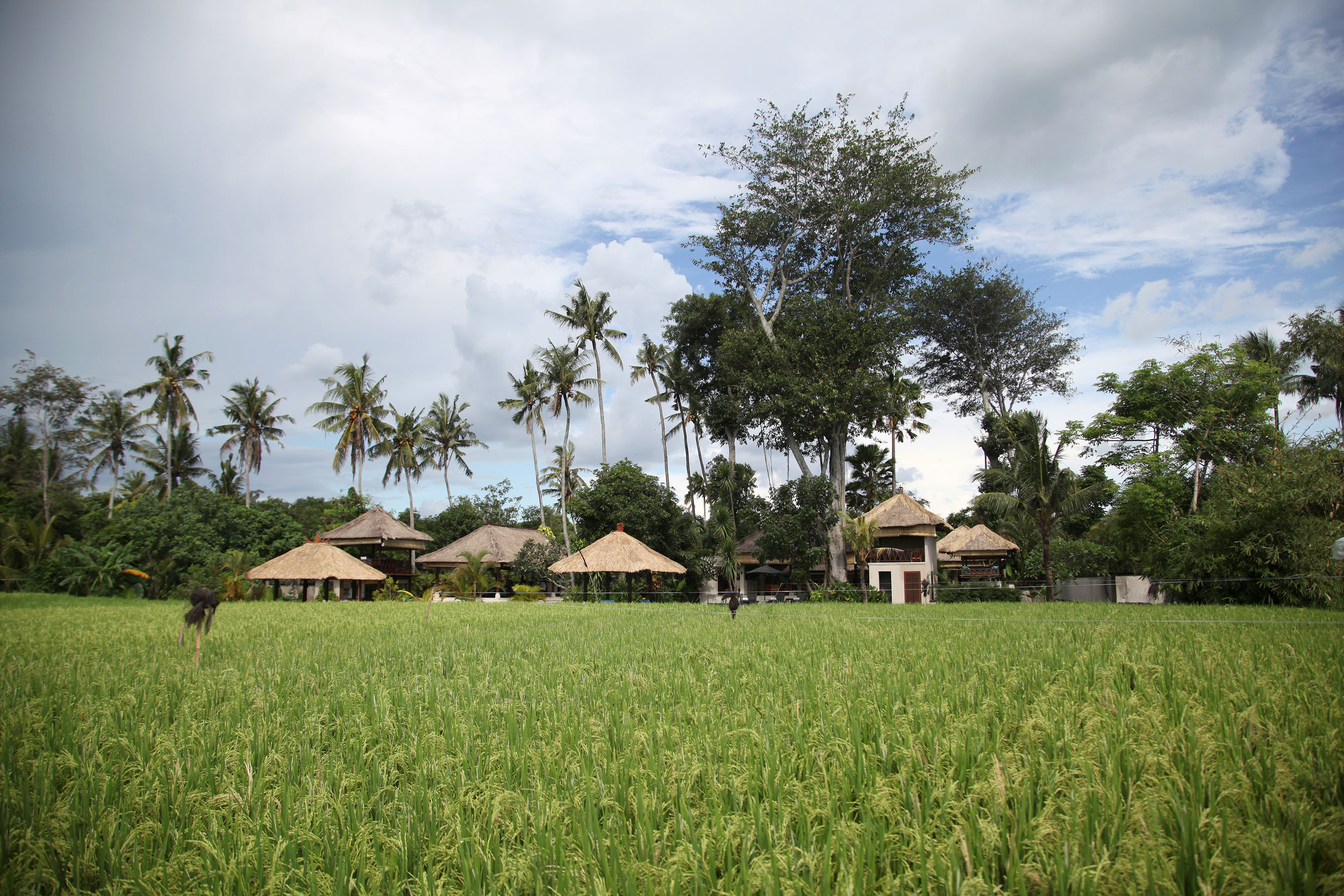 Idyllic ricefield setting at Tamu Seseh in Bali